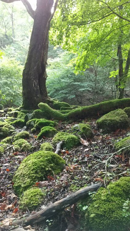 朝日と苔の森