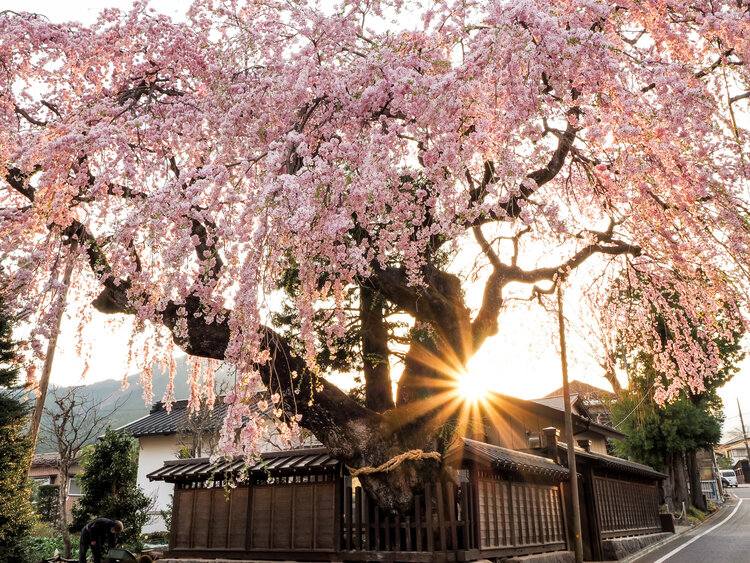 高田家の枝垂れ桜