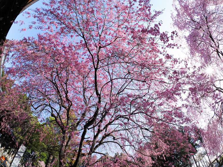 法蔵寺の春