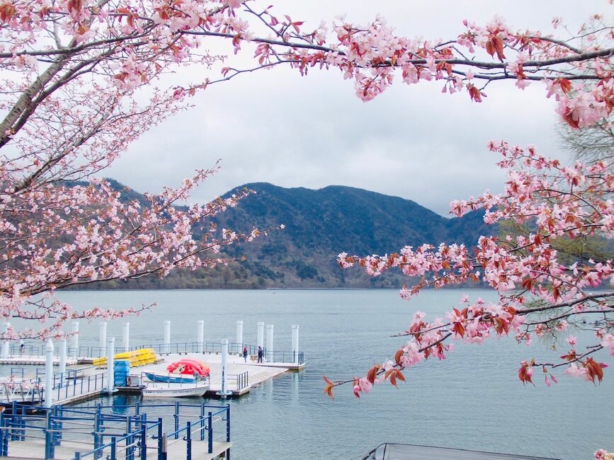 関東でGWでもお花見を楽しめる場所、ご存知ですか？