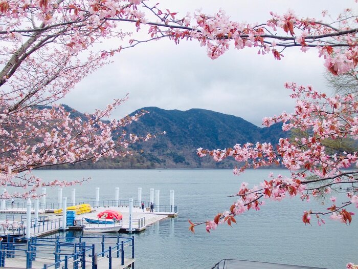 関東でGWでもお花見を楽しめる場所、ご存知ですか？