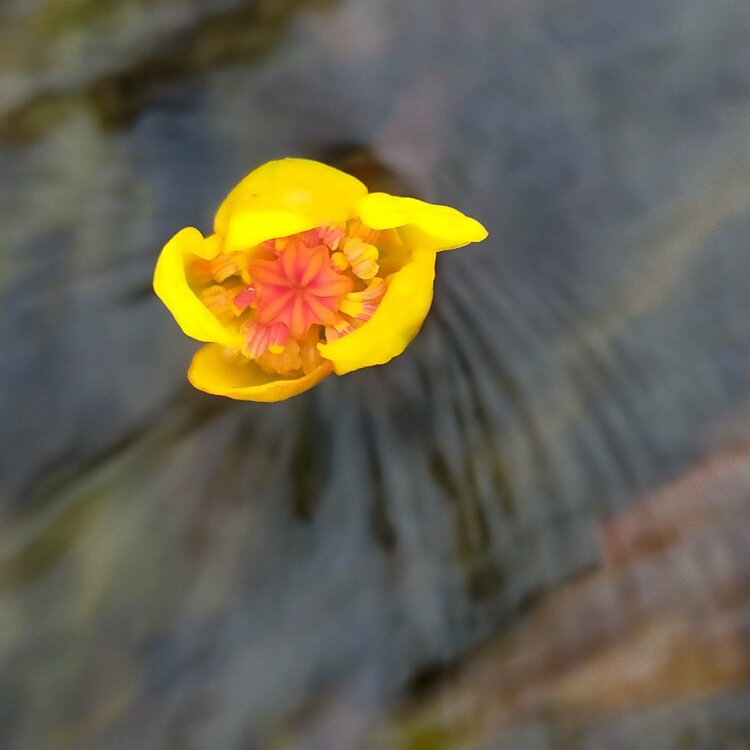 絶滅危惧種シモツケコウホネ水面上に咲く花